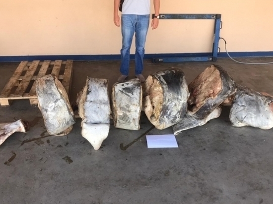 Двум волгоградцам грозит 4 года за попытку продажи краснокнижной рыбы