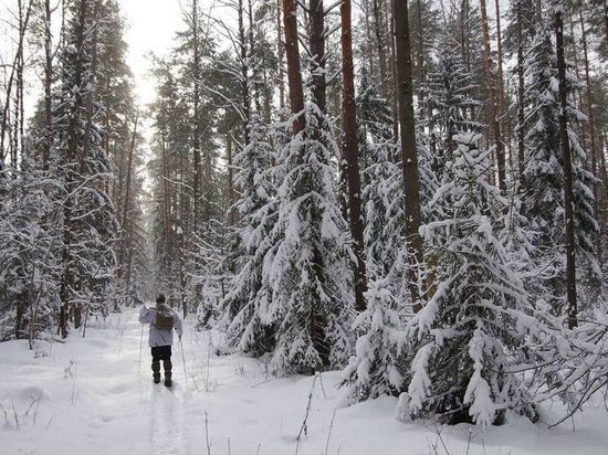 В Серпухове изучили следы зверей