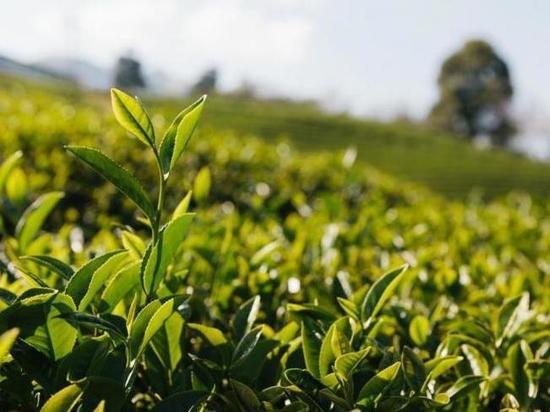 В Сочи планируется увеличить площадь плантаций чая