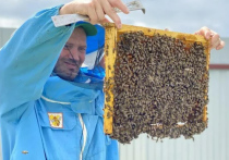 В канун весенних полевых работ Аграрный комитет Мособлдумы собрался для того, чтобы обсудить защиту пчел от массового помора