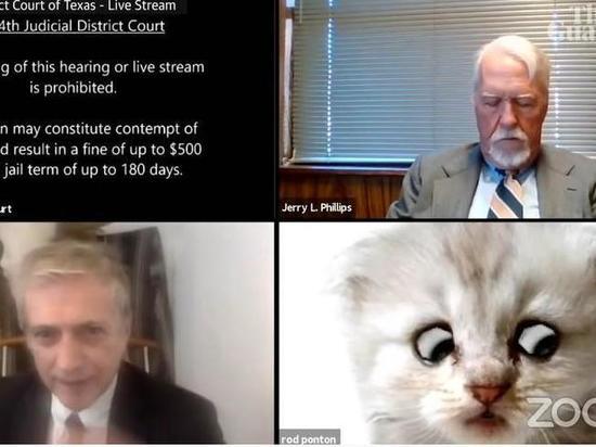Американский адвокат провел часть судебного заседания в образе кота