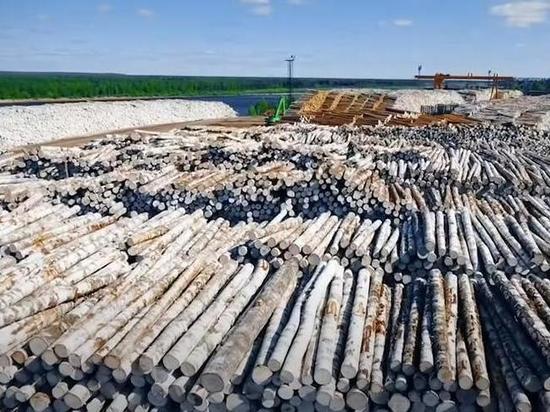 В России может появиться новая госкомпания с правом экспорта леса