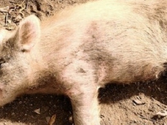 На границе с Калмыкией обнаружены свиньи, павшие от африканской чумы