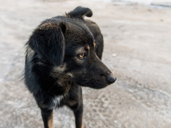 В Волгограде мужчина спас провалившуюся под лед собаку