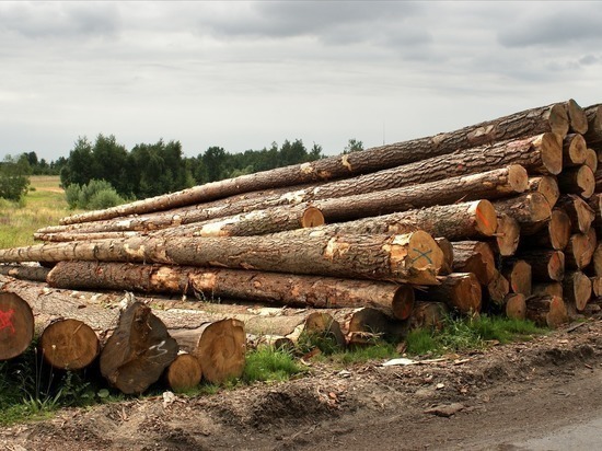 Контрабанду леса на 39 млн рублей выявили на границе с КНР в Забайкалье