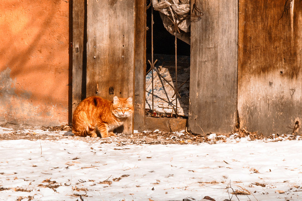 Что происходит в районе, где промышляли хабаровские живодерки