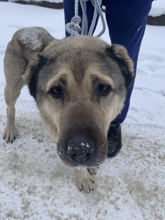 Смолянин спас огромного пса, провалившегося в канализационный люк