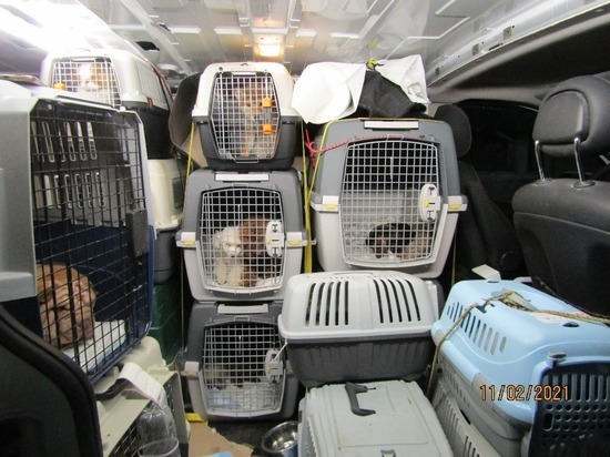 26 кошек и 3 собак не пропустили через псковскую границу из-за шарпея без микрочипа