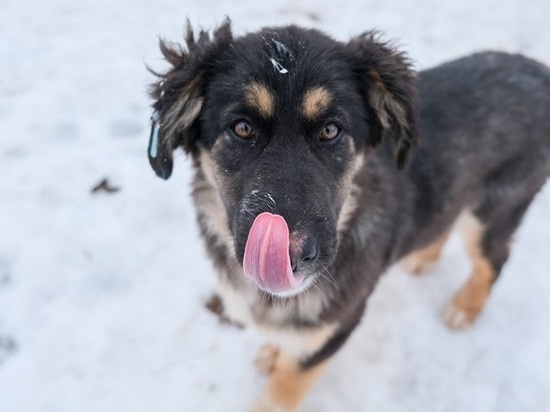 Новый вольер в волгоградском приюте позволит помочь еще 100 собакам
