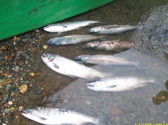 Обнародован прогноз лососёвой путины 2021 года