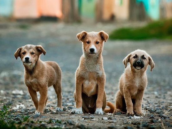 Вольеры для 60 щенков построили в приюте для животных при ИК-3 в Чите