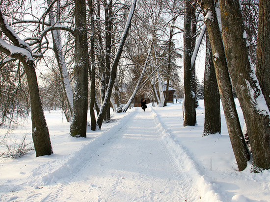 Охраняемую площадь Липовой аллеи в Иванове уменьшат в 3,5 раза