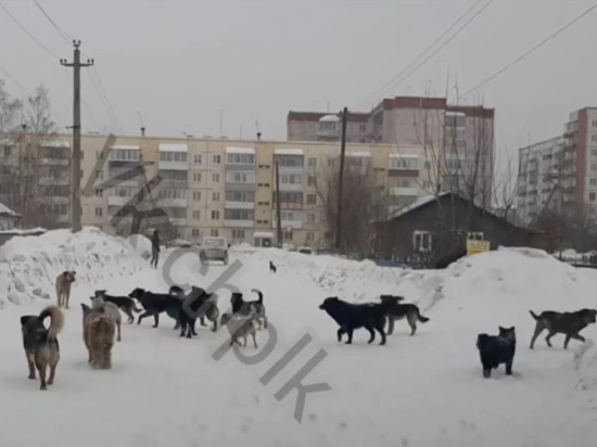 Жители Ленинска-Кузнецкого жалуются на разгуливающую по городу огромную стаю дворняг