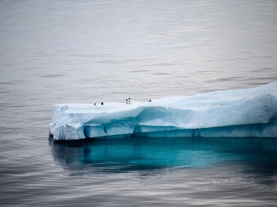 Странных существ нашли под льдами Антарктиды