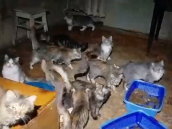 В Ижевске волонтеры пытаются спасти 50 кошек, страдающих от жестокого обращения и антисанитарии