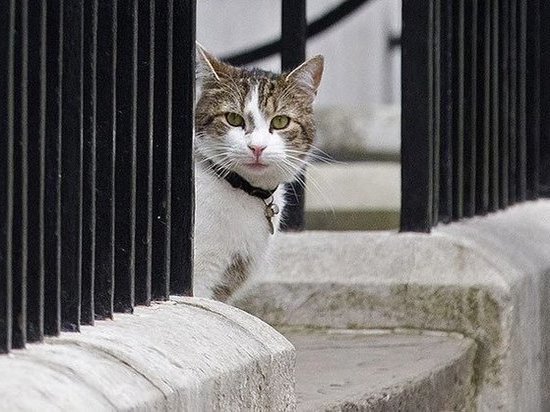 Мышелов британского правительства кот Ларри отмечает 10-летие на своем посту