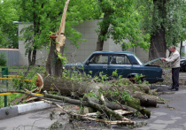 За сбитое или сломанное дерево в черте города придется заплатить больше