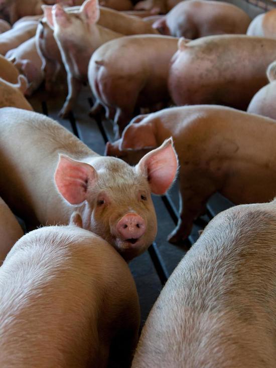 В Псковской области подсчитали свиней