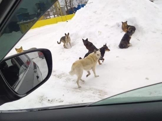 Бродячие собаки терроризируют жителей села в Томской области