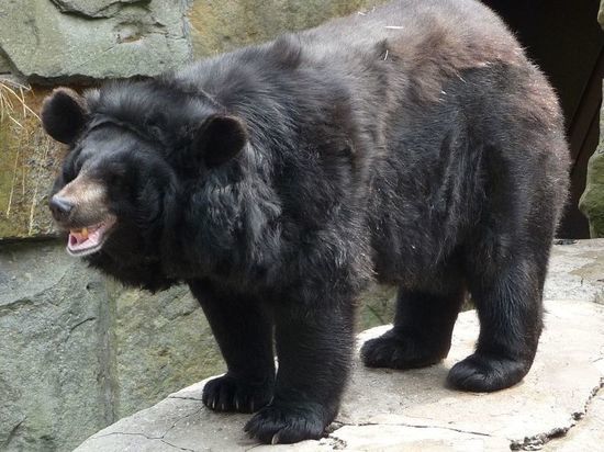 Двое малышей-медведей погибли в Приморье