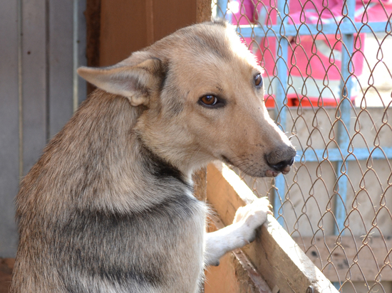Астраханский ветеринар, мошенничавший на стерилизации бездомных собак, отправится под суд