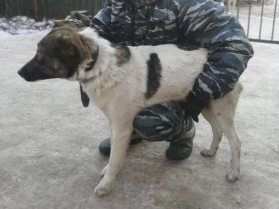 В Иванове с начала 2021 года более ста уличных собак обрели прибежище в приюте