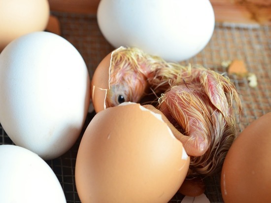 Минсельхоз допустил рост цен на мясо и яйца птицы