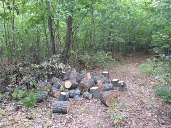 За незаконную вырубку леса житель Тамбовской области осуждён на 2 года строго режима