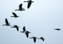 На своевременное возвращение в родные края "первой волны" перелетных птиц почти не надеются подмосковные орнитологи