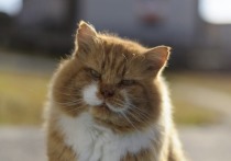 На Шпицбергене умер знаменитый рыжий кот Иннокентий, которому было 12 лет