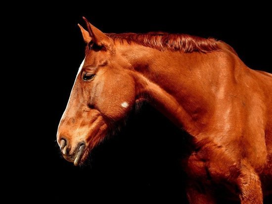 Барнаульцы сообщили о якобы мучительной смерти лошади в приюте «Ласка»