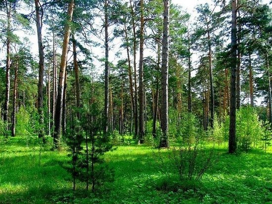 В Югре намерены восстановить 36 тысяч гектаров лесов