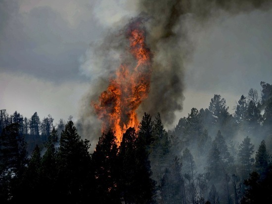 Начало лесных пожаров в Забайкалье прогнозируют на вторую часть марта