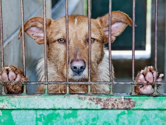 Власти объяснили появление в Чите иркутской компании-ловца бездомных животных