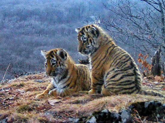 «Какие милые»: камера сняла игры тигрят в Приморье