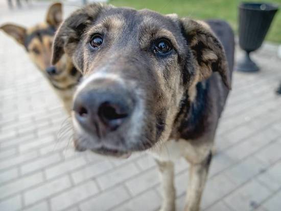 В Астраханской Думе выступили с предложением усыплять агрессивных бродячих собак