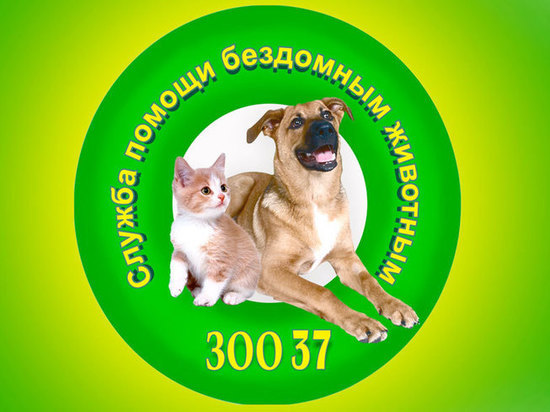 Ивановские чиновники подкармливают бездомных животных