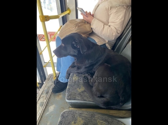 Новосибирский Хатико полдня проездил на маршрутке в поисках хозяина