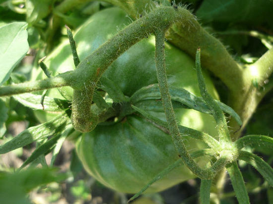 МК в Тамбове советует: рассаду томатов следует сеять в конце февраля - начале марта