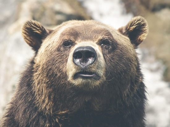 На Аляске затаившийся медведь укусил севшую в туалете женщину