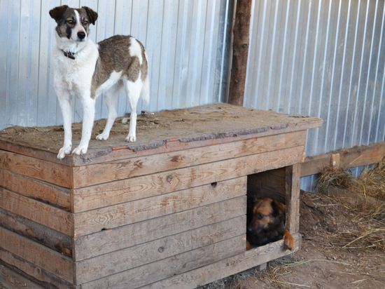 Астраханским школьникам предложили делать будки для бездомных собак на уроках труда