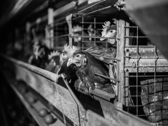 Здоровью сотрудников Астраханской птицефабрики, где был обнаружен птичий грипп, ничего не угрожает