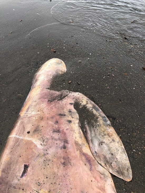 На Сахалине выбросило морем редкого кита