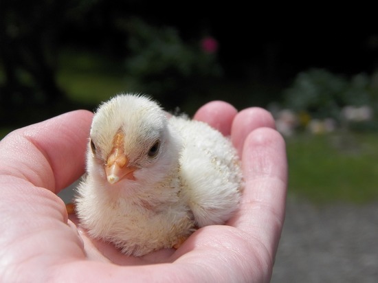 Эксперты выяснили, опасен ли птичий грипп при употреблении курицы