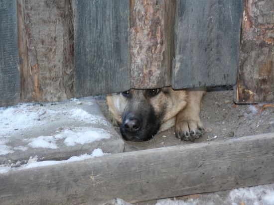 Весной собак на дачах в Чите хотят фотографировать и осенью проверять