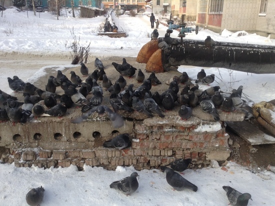 В соседний со Смоленском Витебск случилось нашествие снегирей