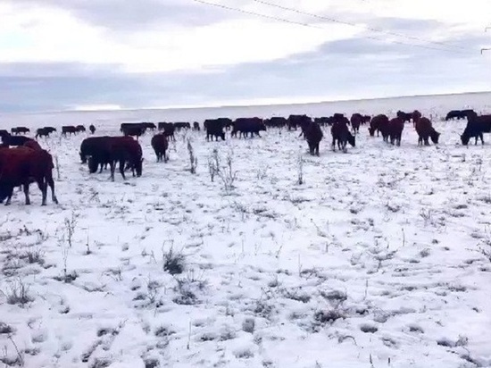 Зимовка скота в Калмыкии проходит в неблагоприятных  условиях