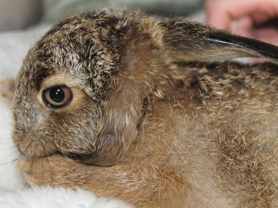 В Умуртии могут запретиь охоту на зайцев из-за снижения их количества