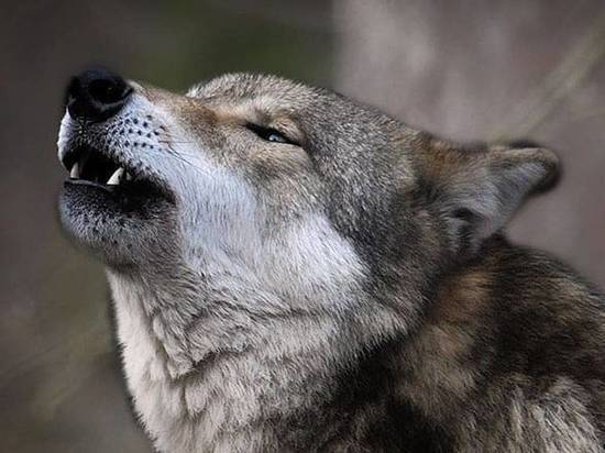 В Верхнетоемском районе волк напал на человека