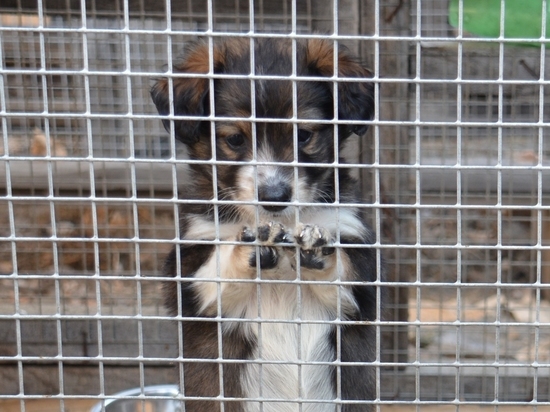 Власти Читы нужны финансы на вольеры для отлова собак